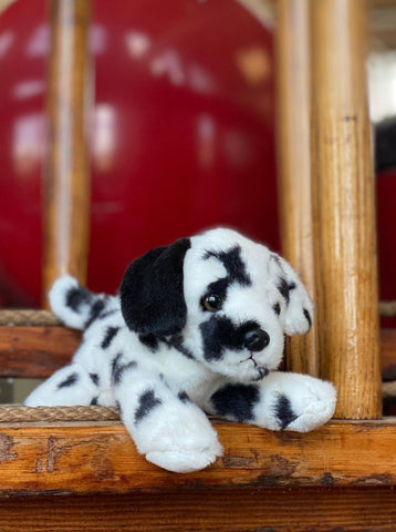 Small Dalmatian Dog